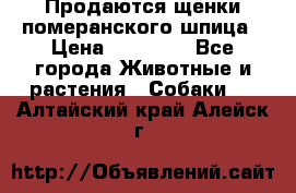 Продаются щенки померанского шпица › Цена ­ 45 000 - Все города Животные и растения » Собаки   . Алтайский край,Алейск г.